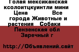 Голая мексиканская ксолоитцкуинтли мини › Цена ­ 20 000 - Все города Животные и растения » Собаки   . Пензенская обл.,Заречный г.